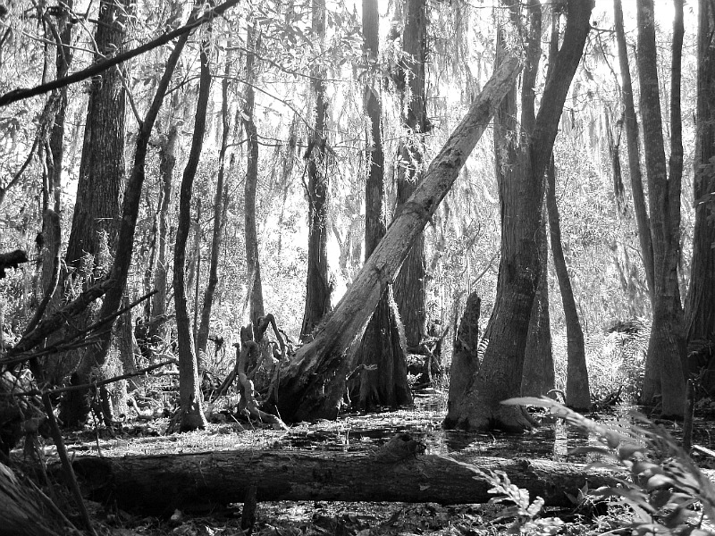 Nov 20 2011 Lk Louisa Park.jpg Nov 20 2011 Lk Louisa Park.jpg